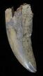 Tyrannosaur Tooth - Judith River Formation, Montana #63014-1